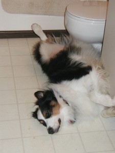 Bandit relaxing in the bathroom in Morgantown, WV