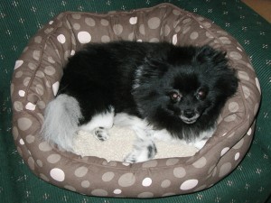 Mia on her new bed in WV