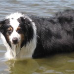 Bandit at the Beach!