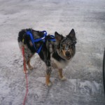 Shelby in his skijoring harness after a day's ski