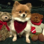 Here is little Katy posing for Christmas with some of her bear friends!